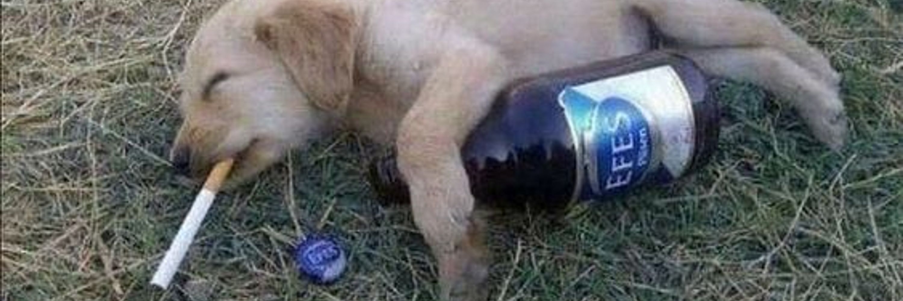 dog bytes