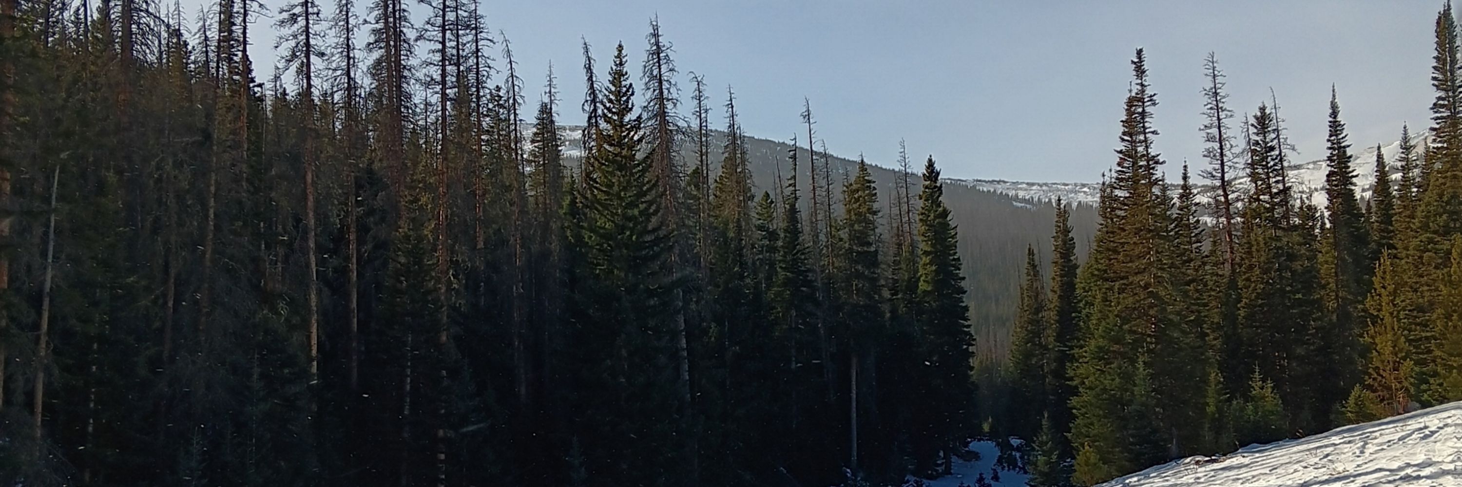 Jade Borealis