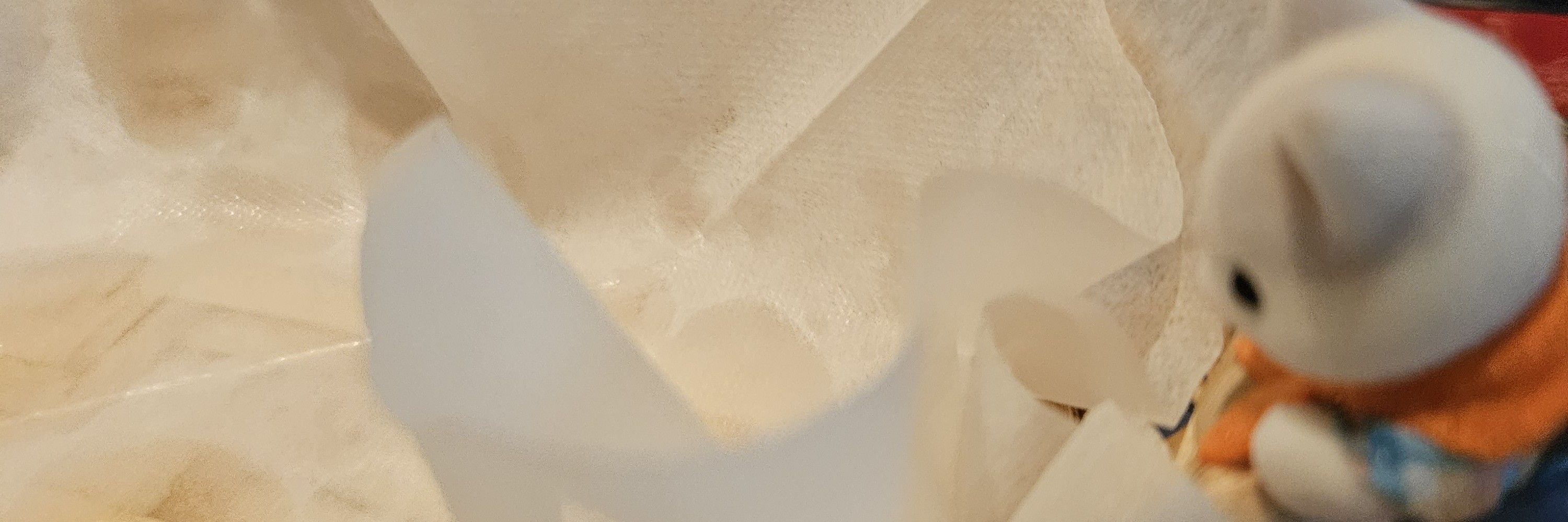 温泉猫