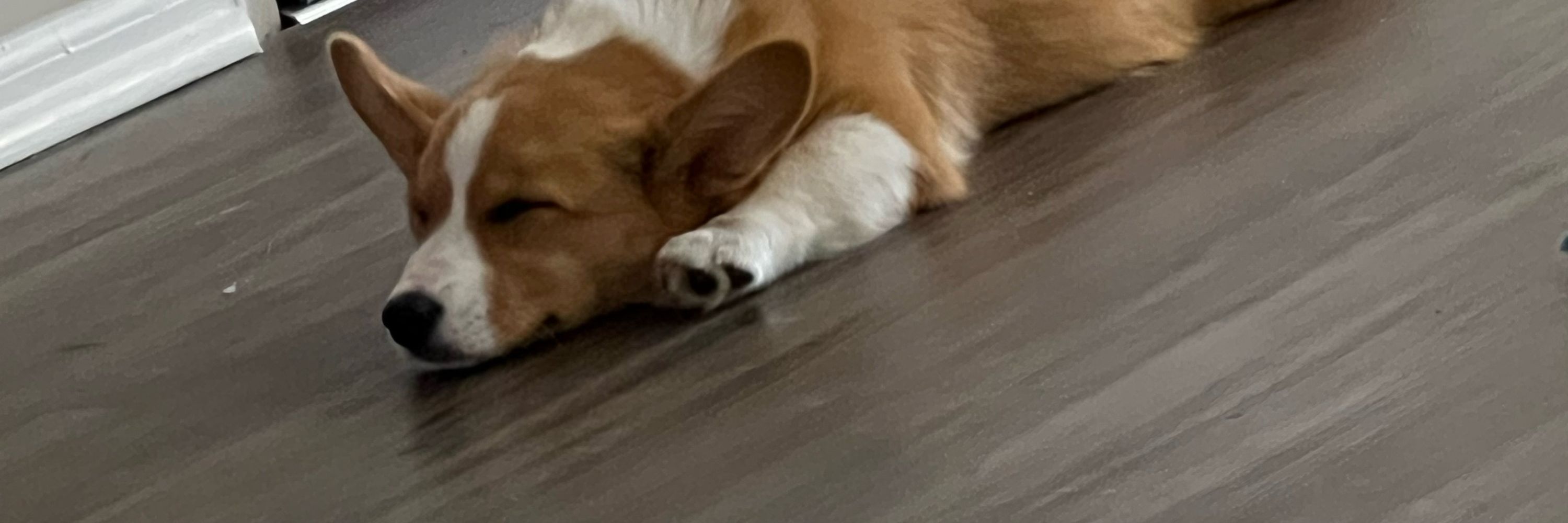 maple