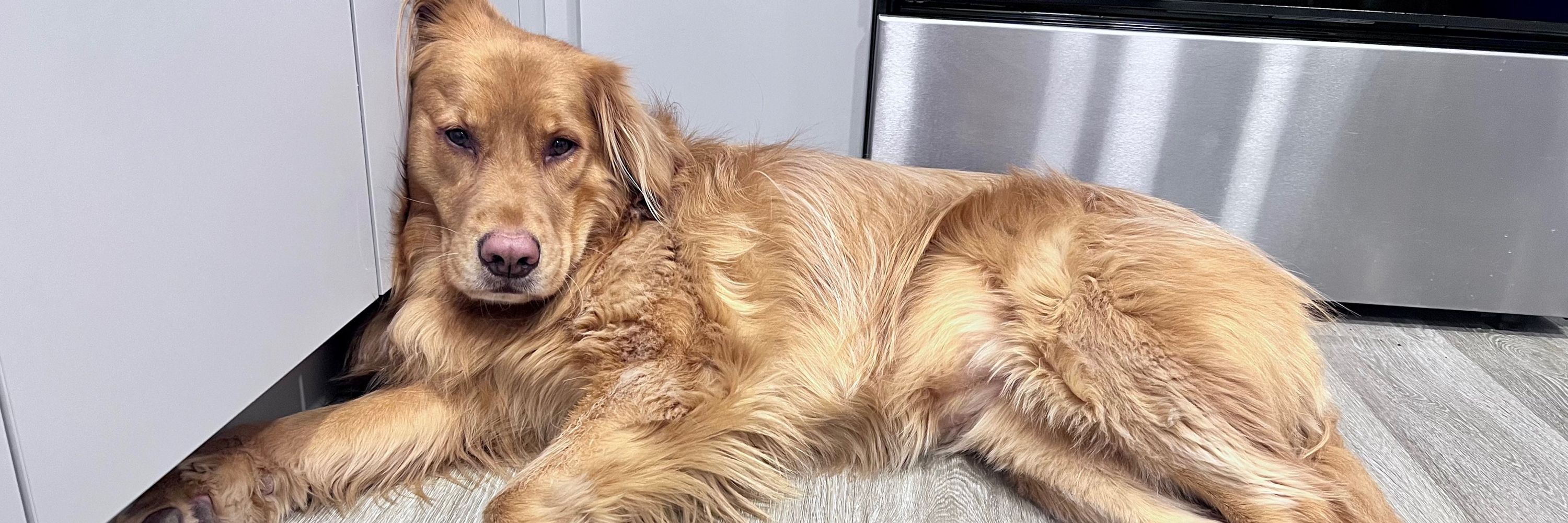 Willow The Service Dog