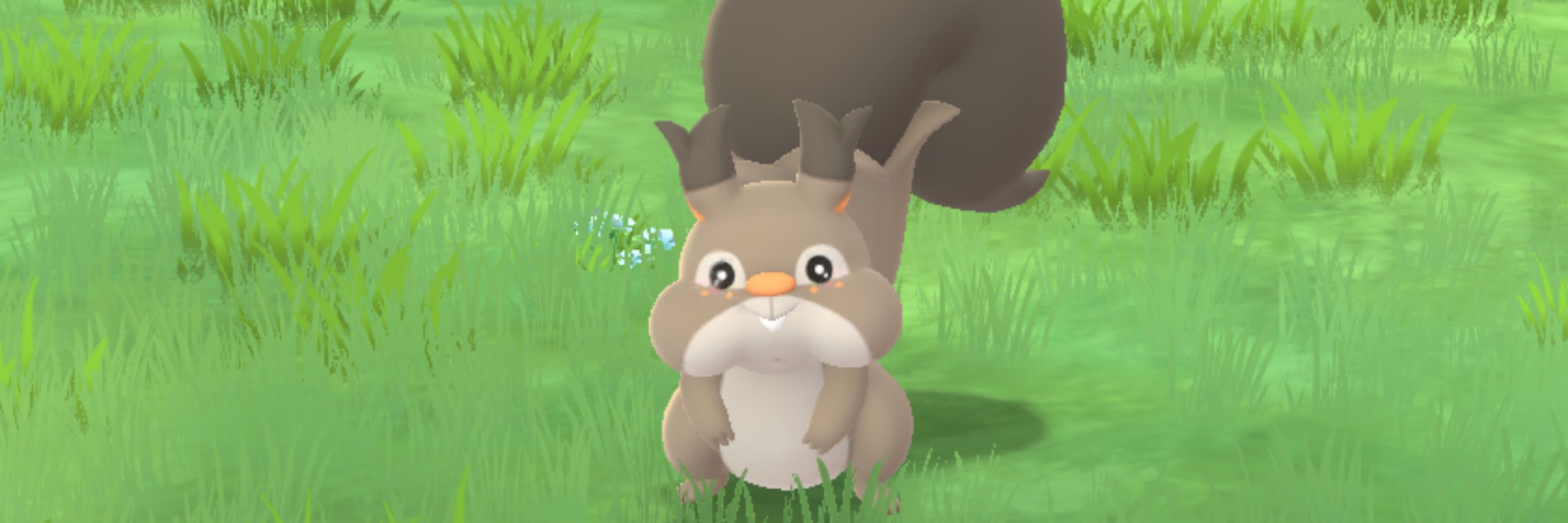 squirrel