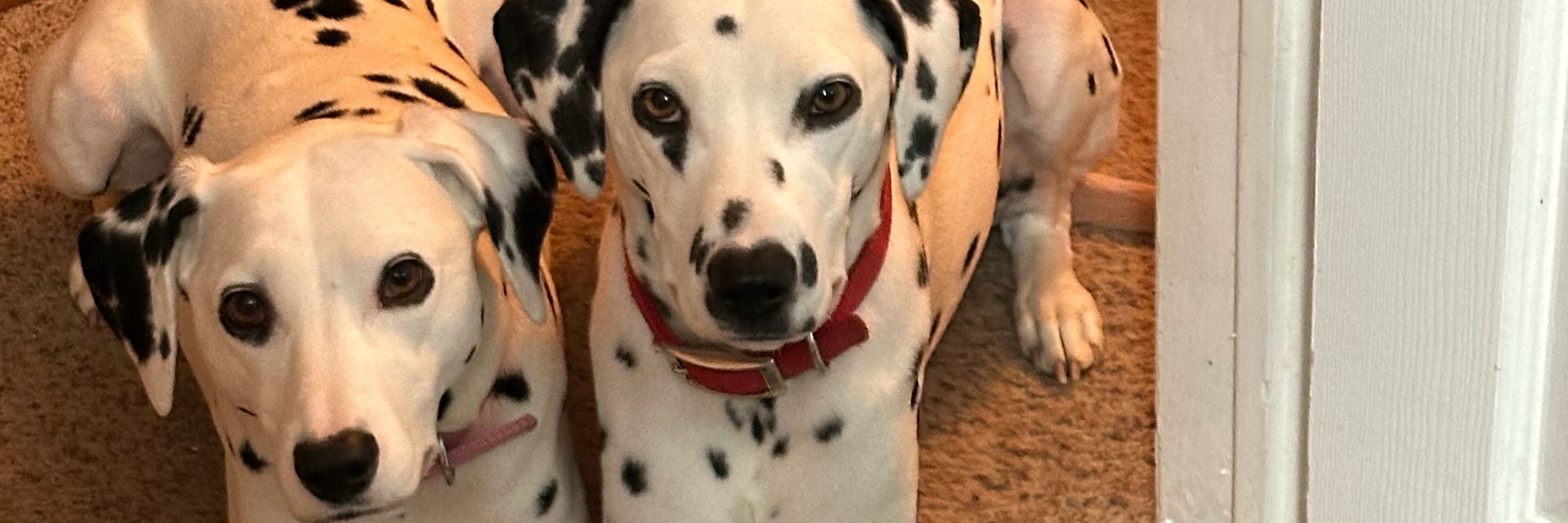 Dalmatian Dad