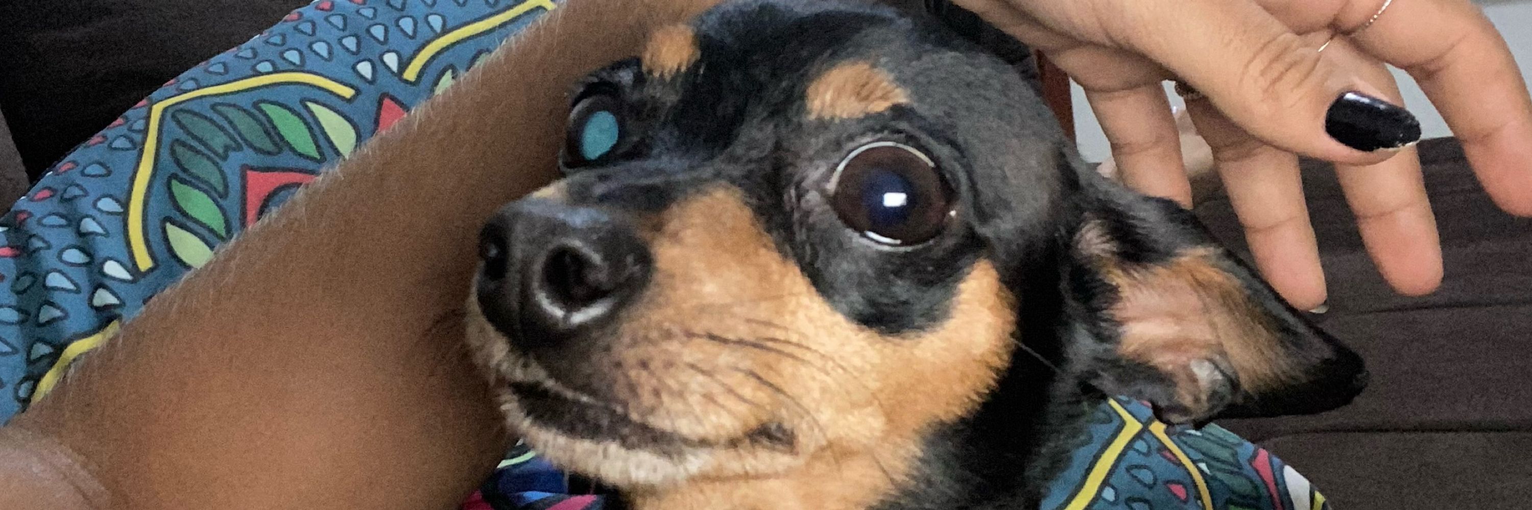 elô 