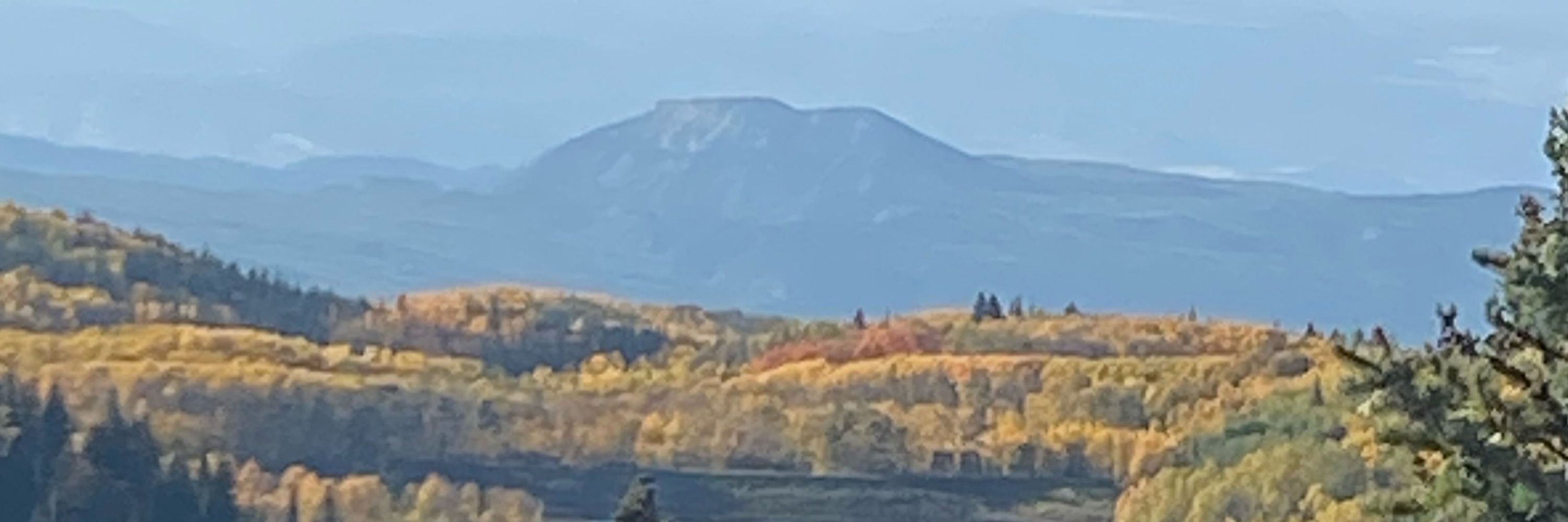 Coy in Colorado
