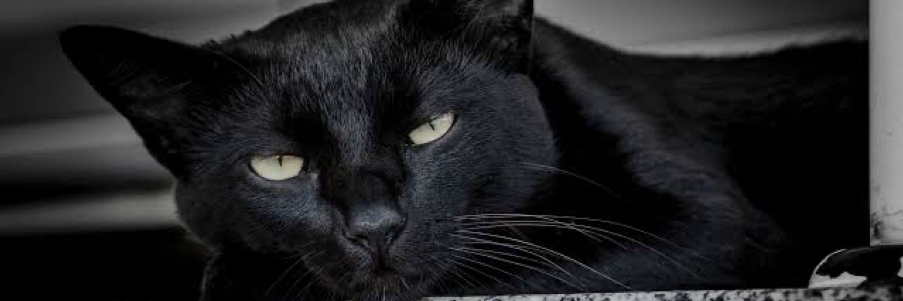 Latrell Feiticeiro 🐈‍⬛ 