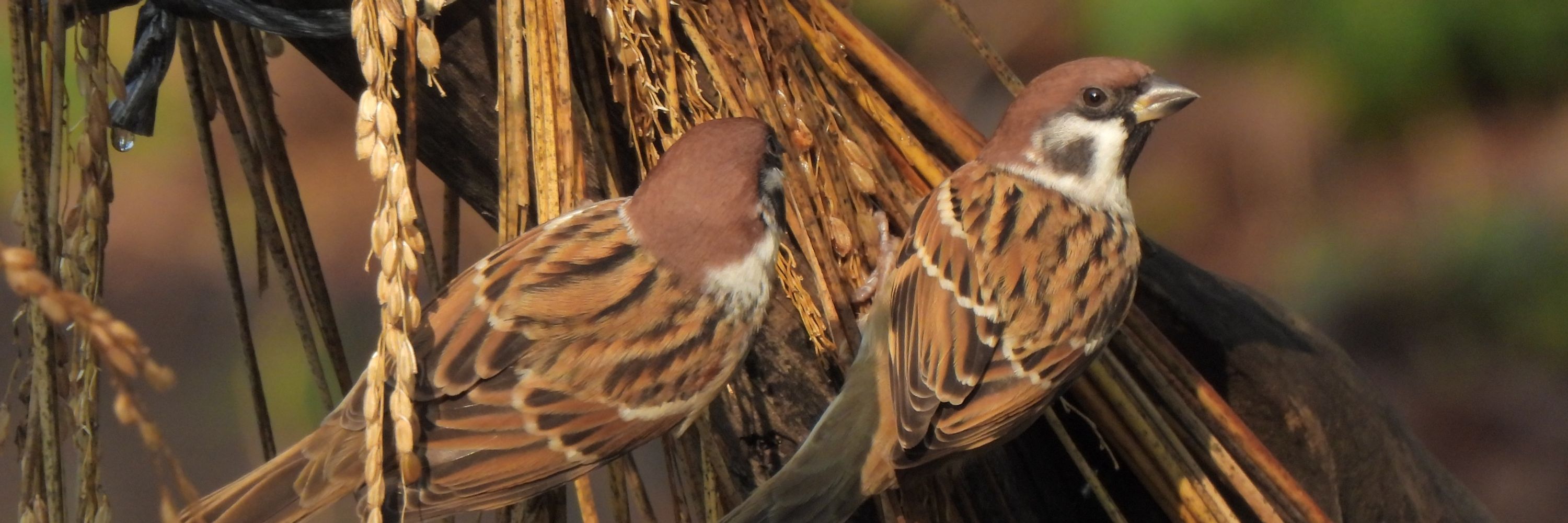 🐦‍⬛鶫
