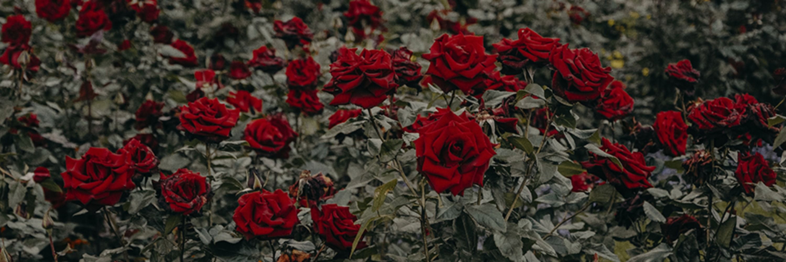 l0bin🐺 - Thorn princess 🥀