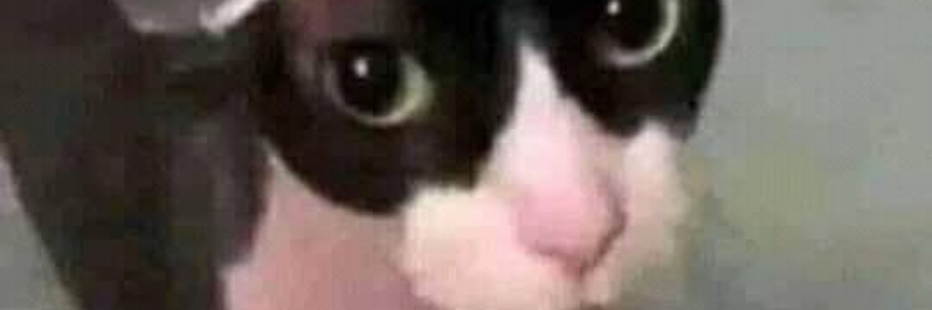 Cu e pomba