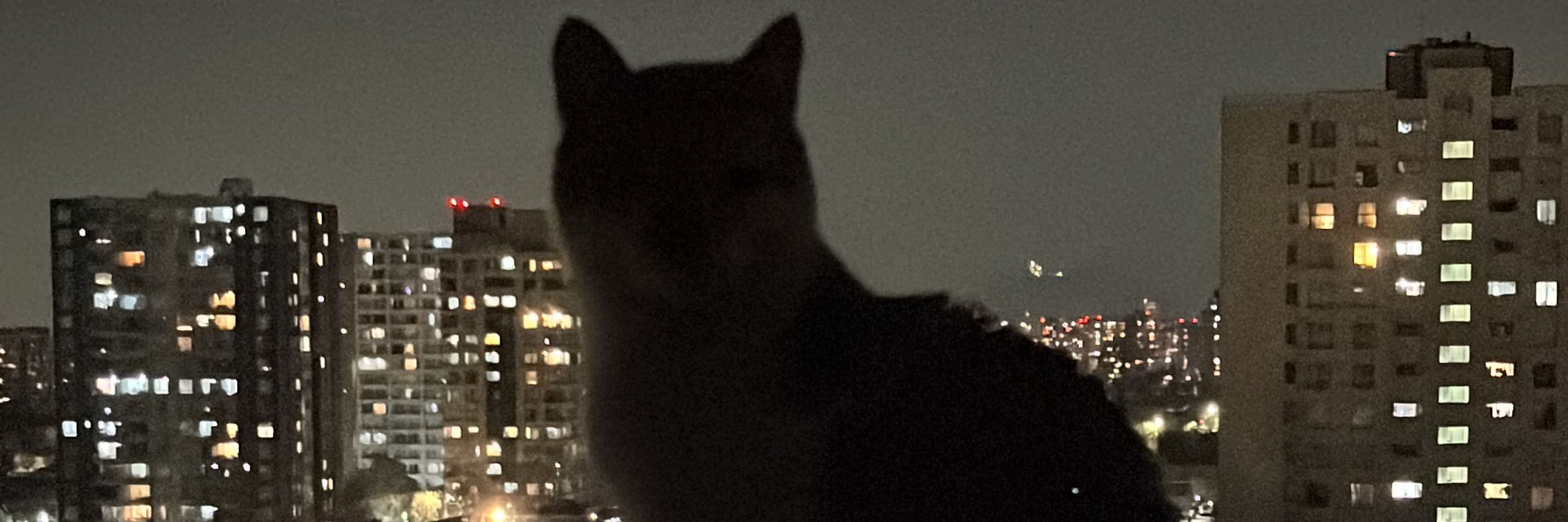 Robert 🐈🐈‍⬛