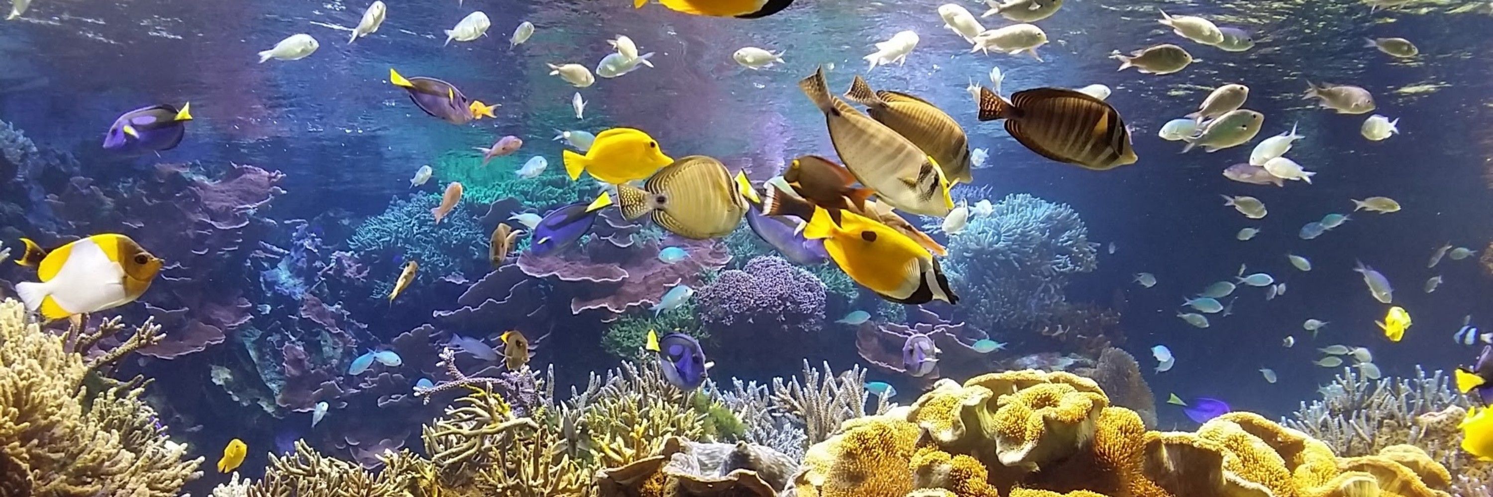 流花