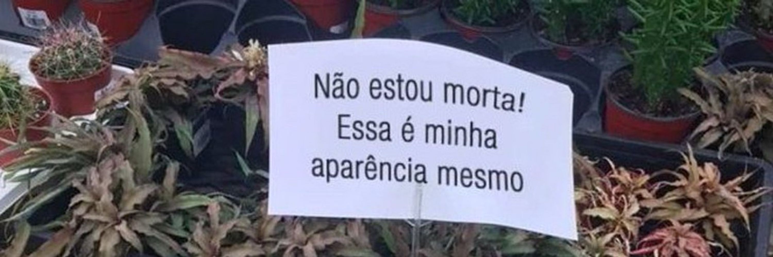jorzinete