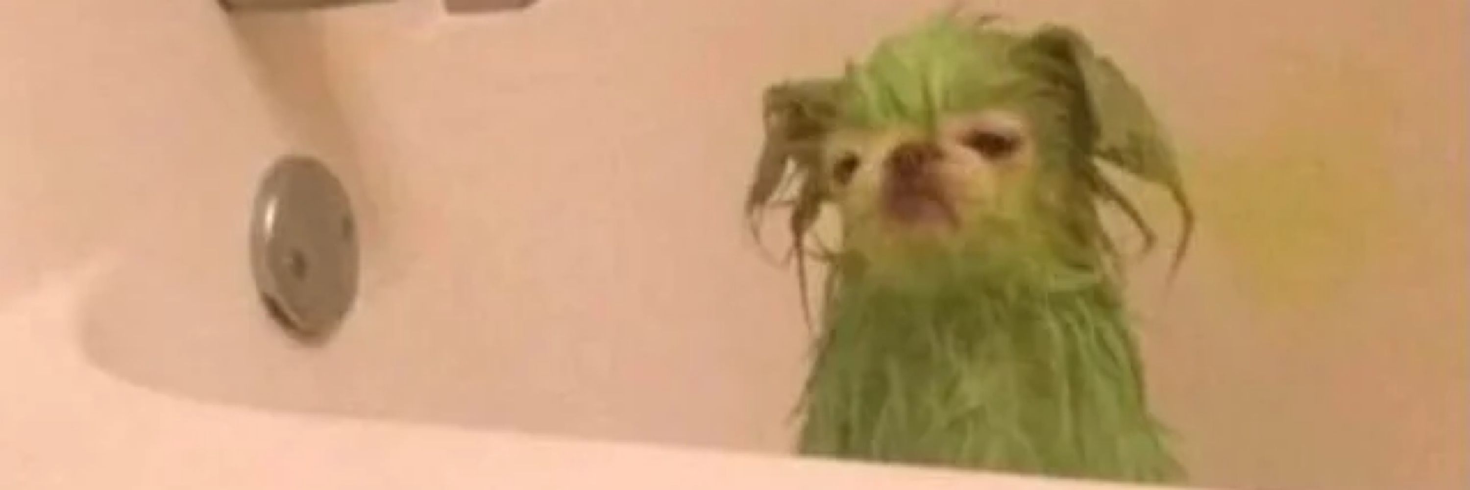Just Some Green Bitch