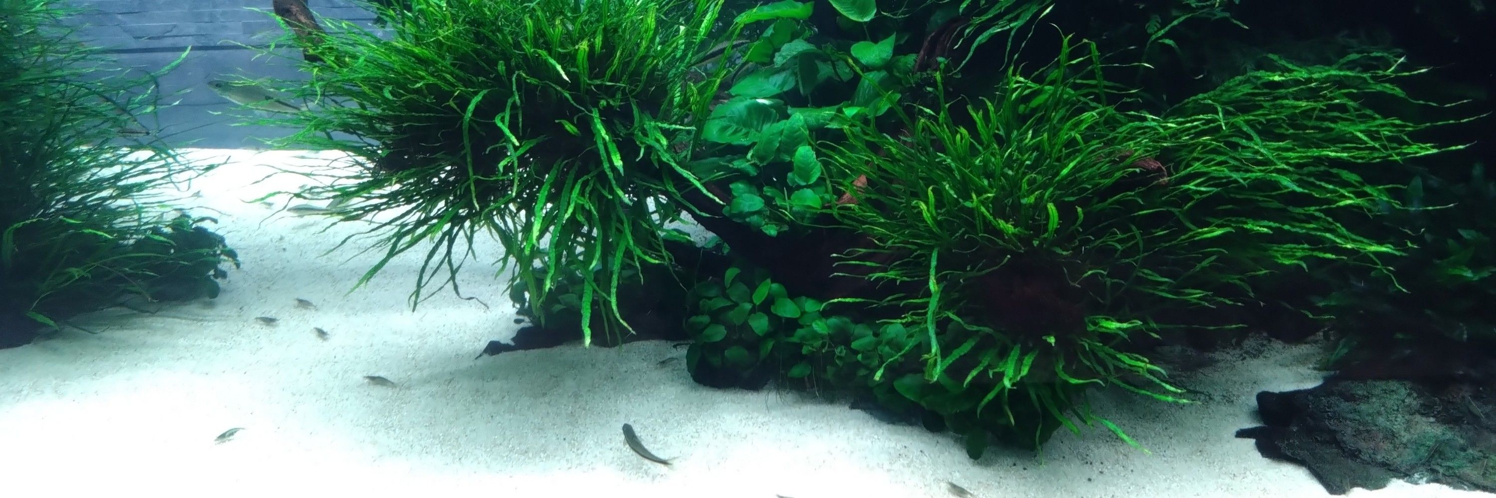 ふとも