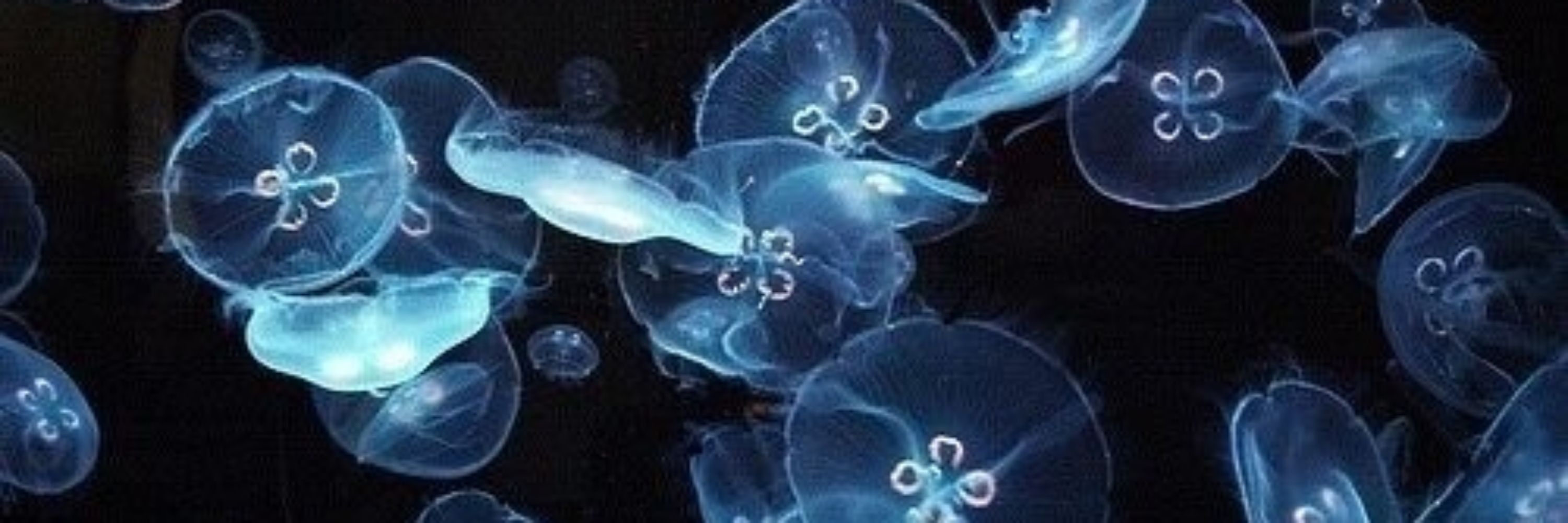 ✮⋆˙