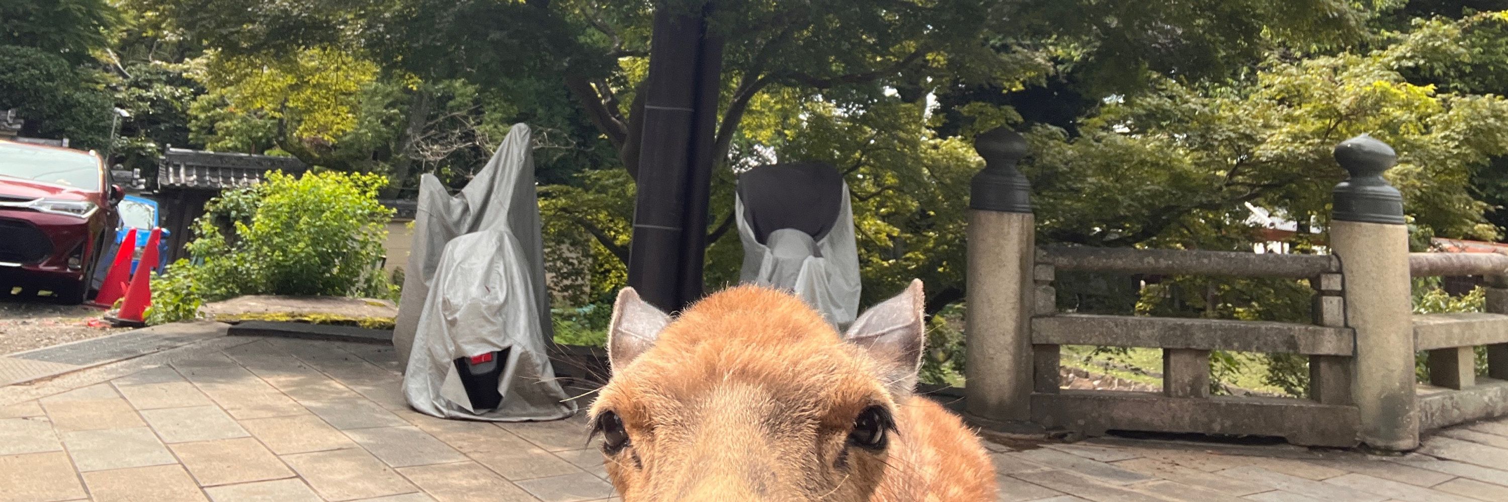 유시🦔