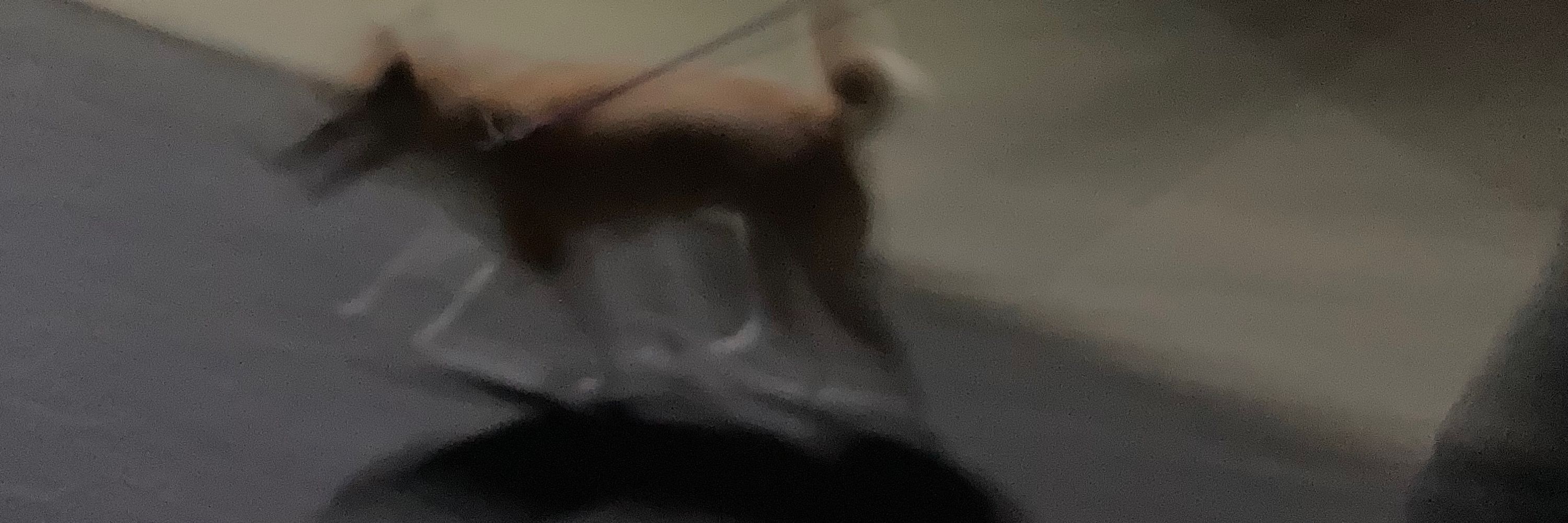 ことり