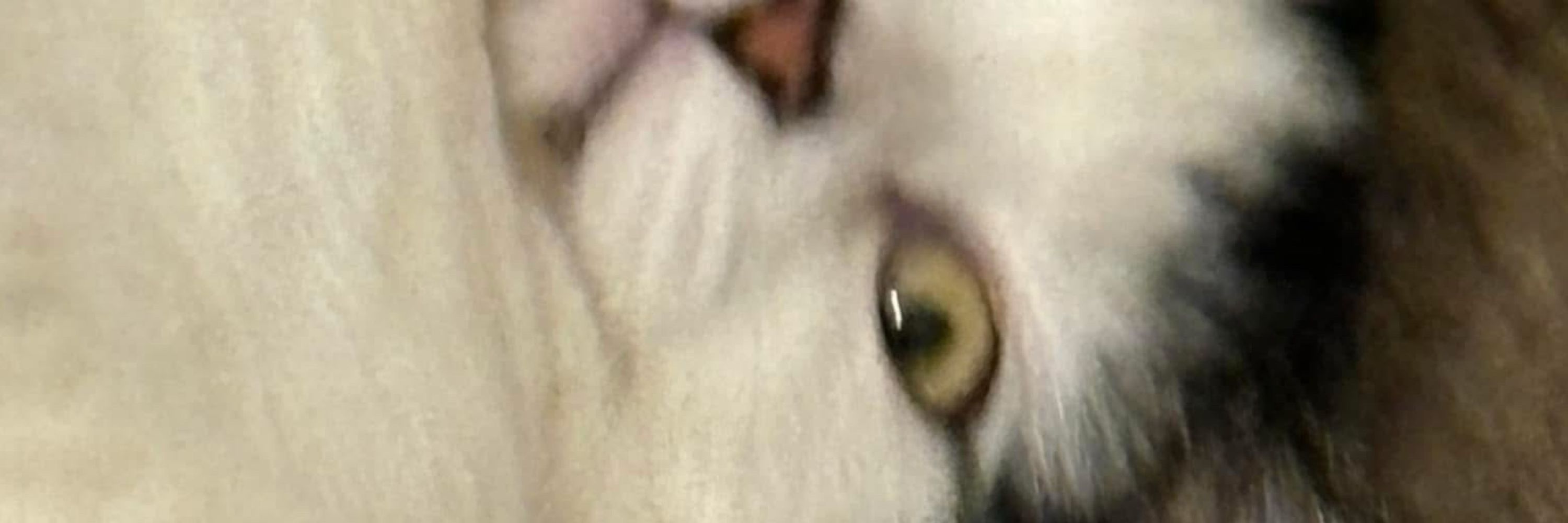Mewcifer