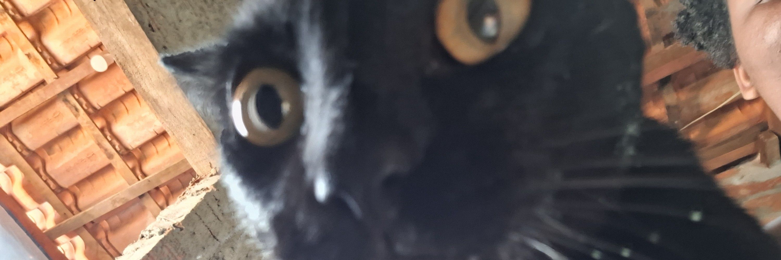 Zabella 