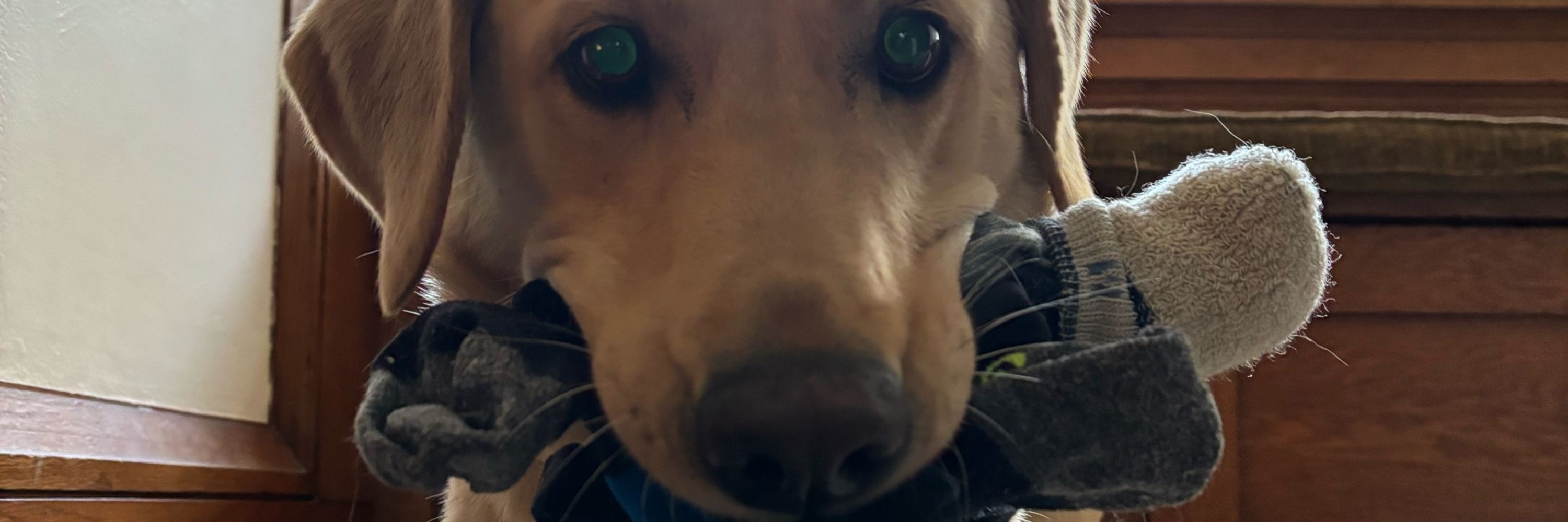 Jamie