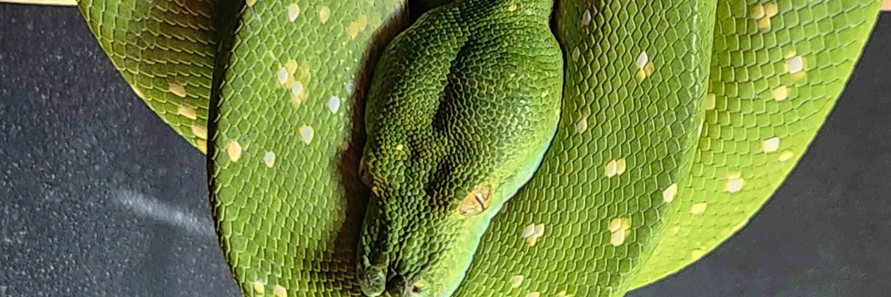 Sleven Viridis🐍