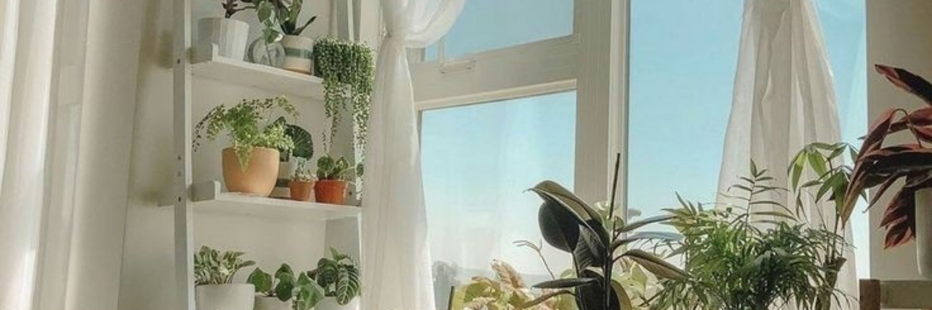 ✿🍃