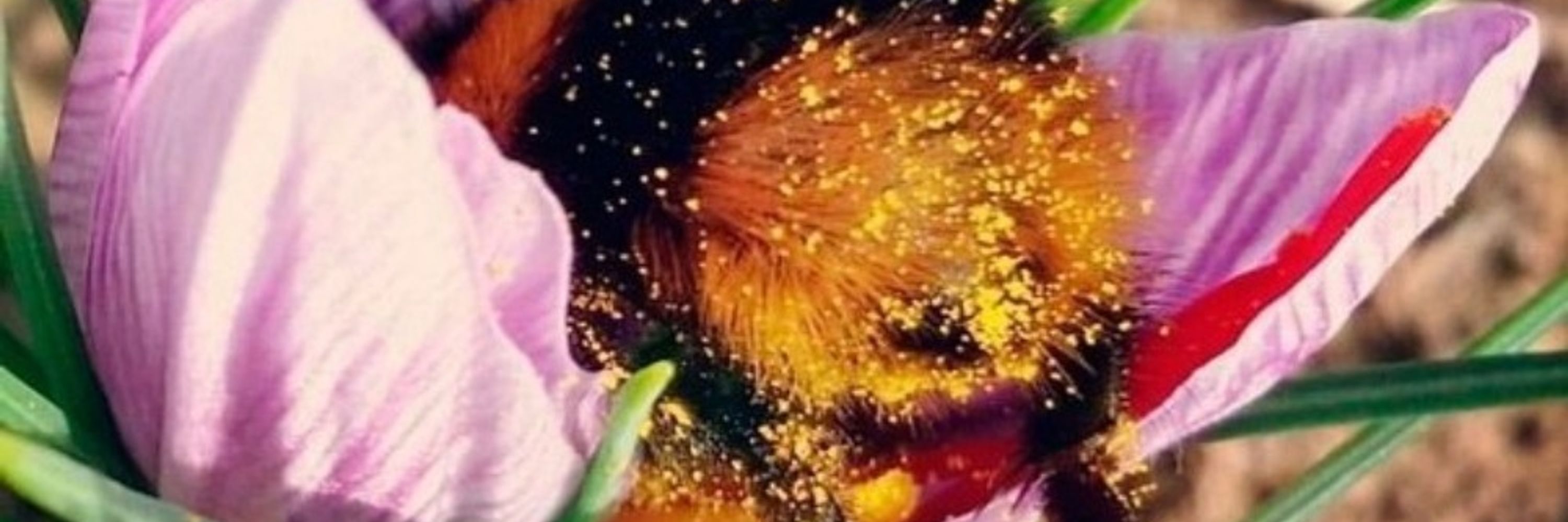 BoredomBee