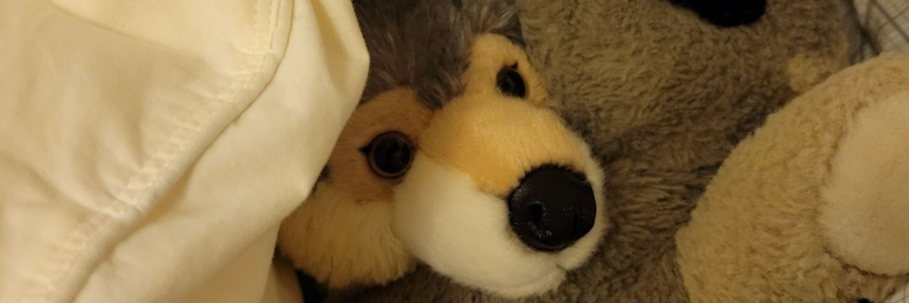 Coy Coyote