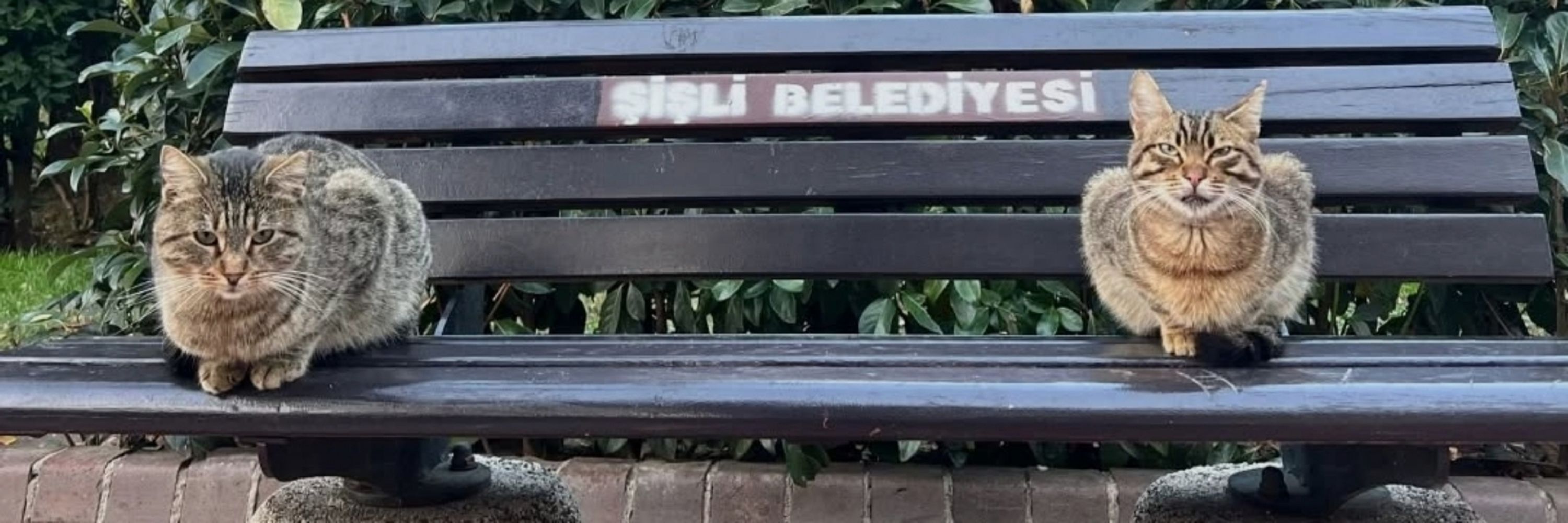 idil♀️🏳️‍🌈🕊️