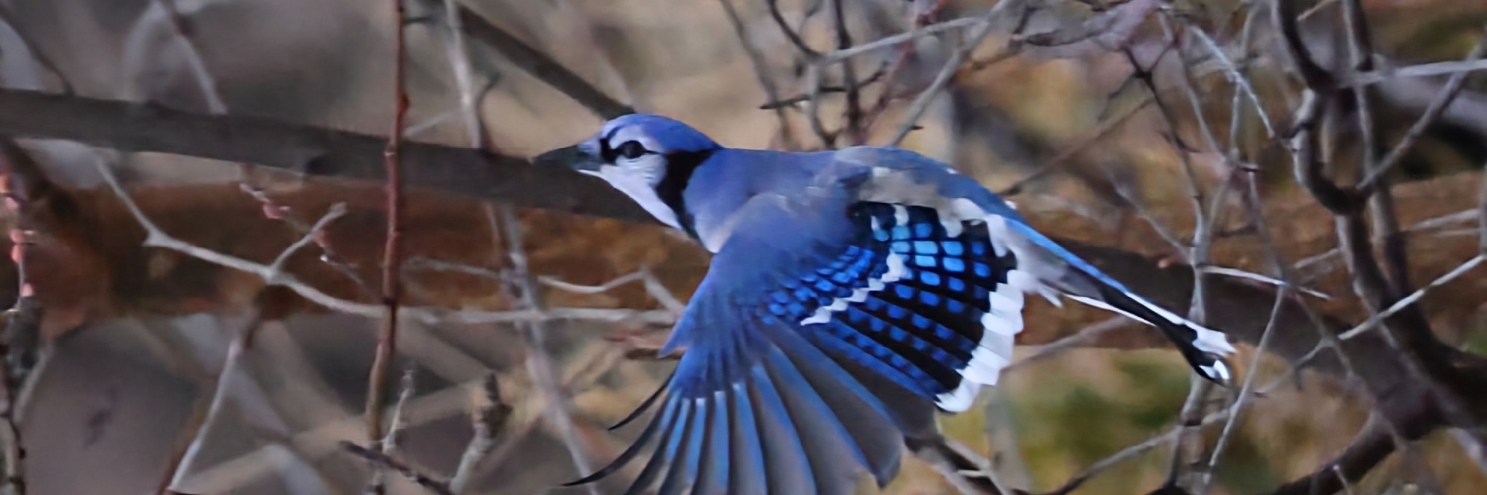 Leftwingbluejay