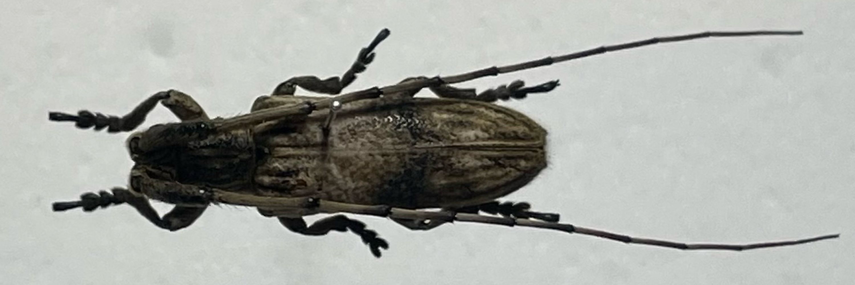 insectmame.bsky.social on Bluesky