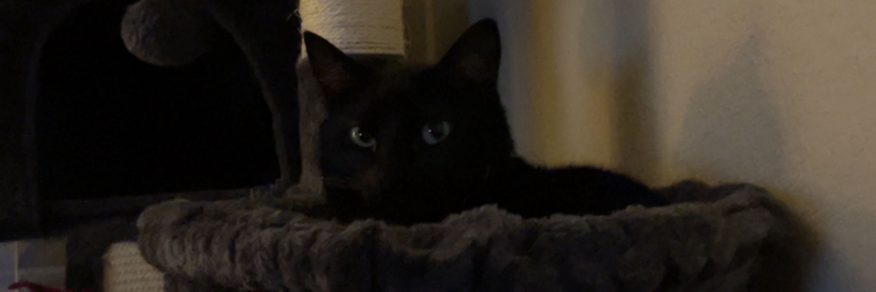 Sam