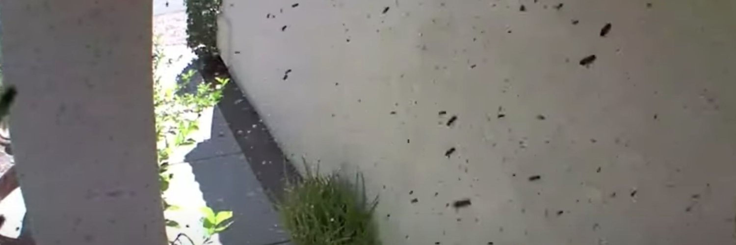 12000 angry bees
