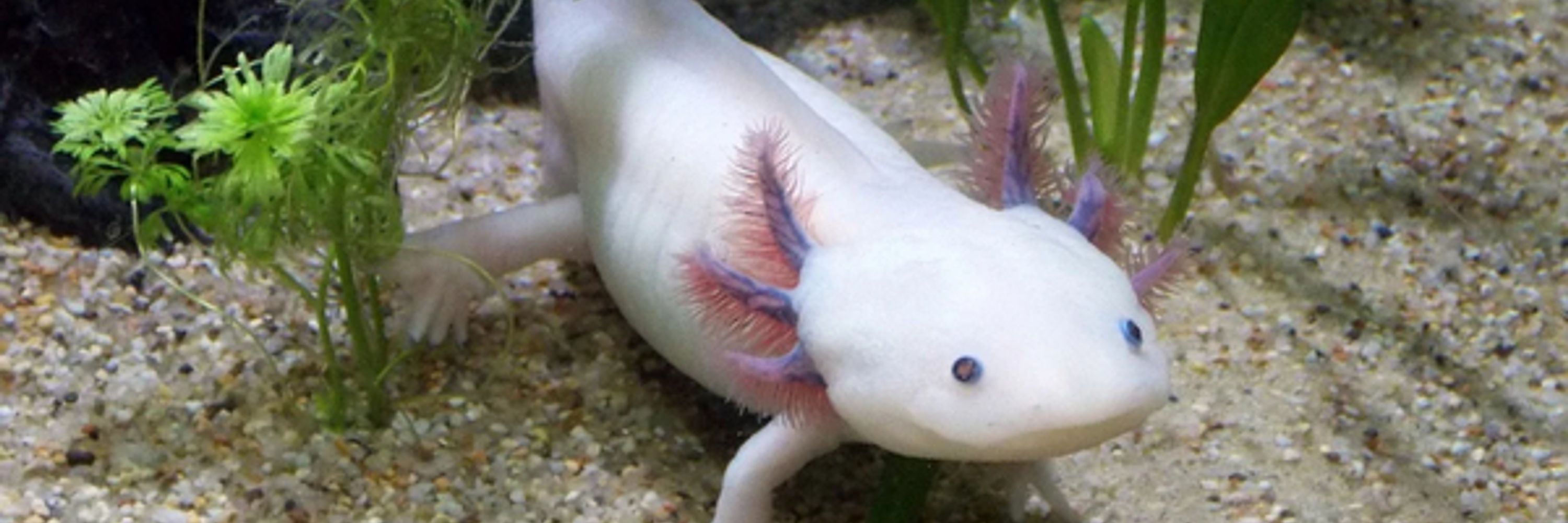 Smug Axolotl