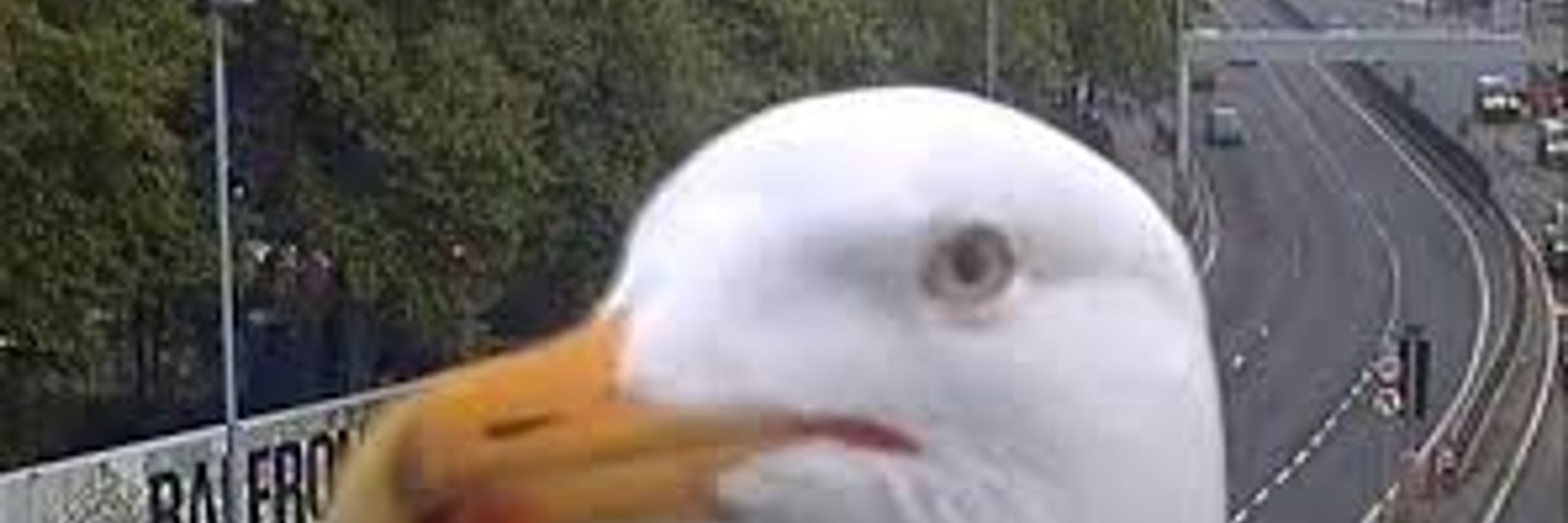 Audio Yonky (aka. SEAGULL)