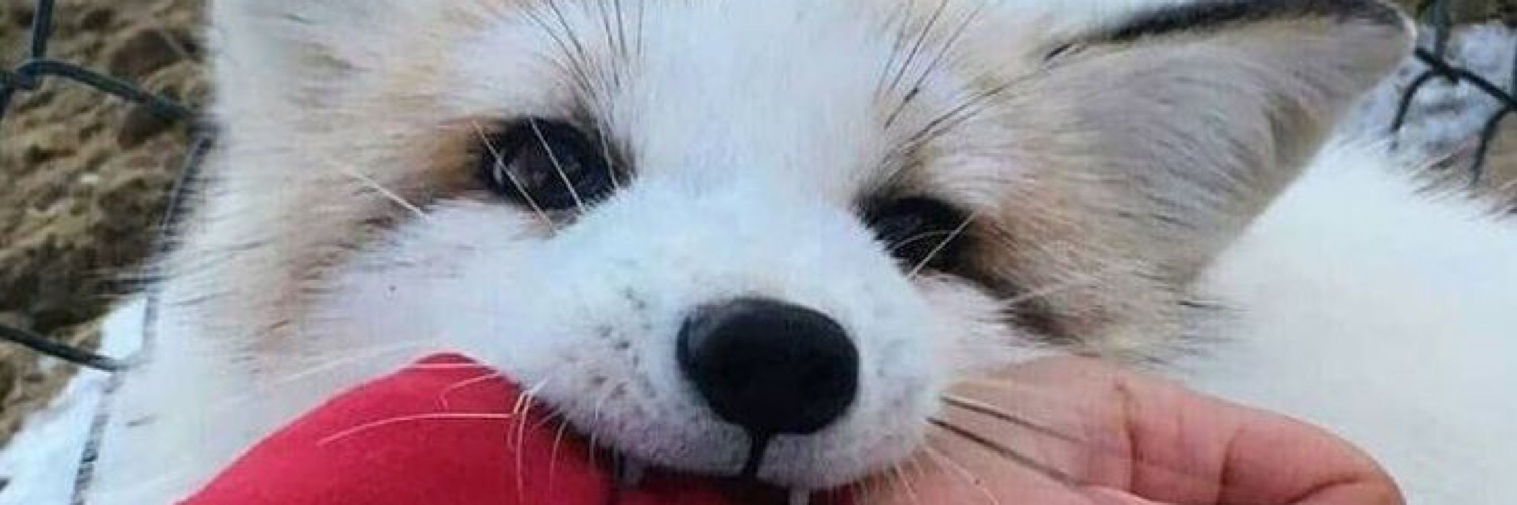 Lena 🌹🦊