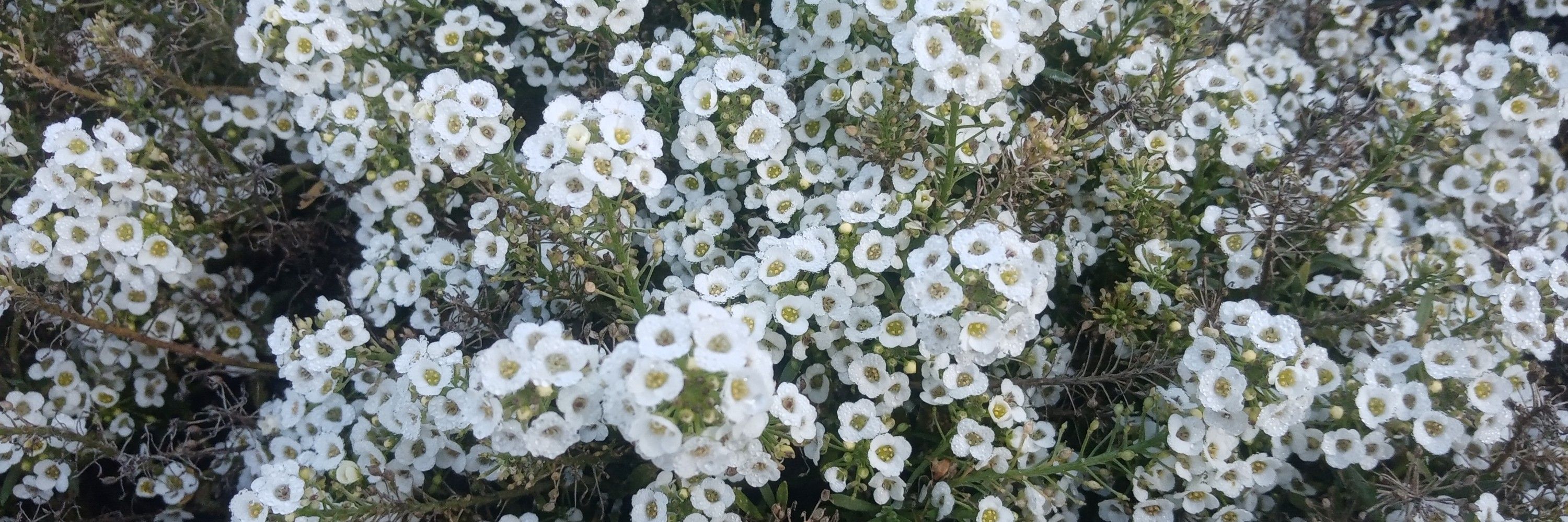 Kaltewut