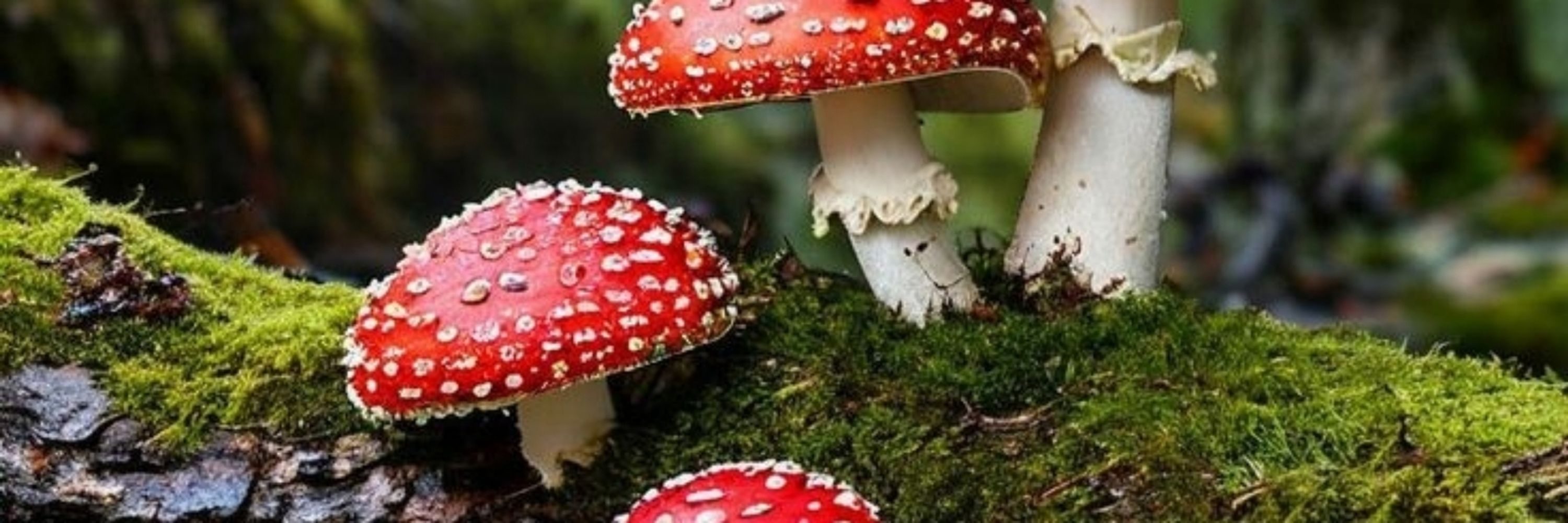 Mushroom farmers🍄