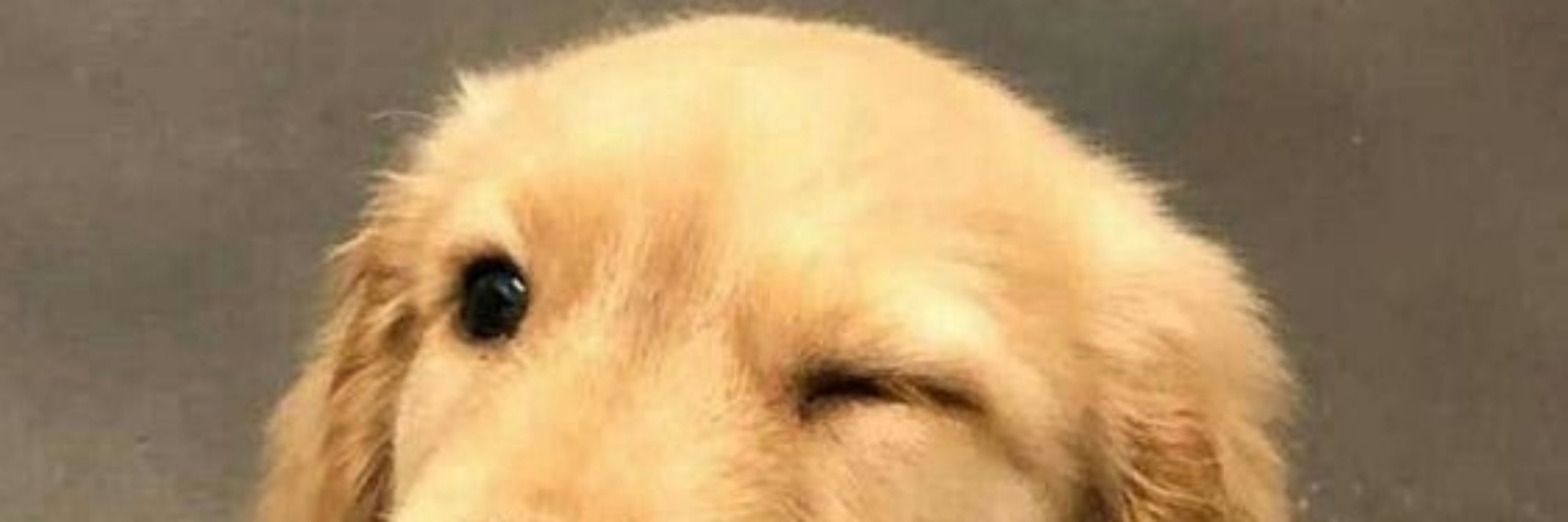 Ju