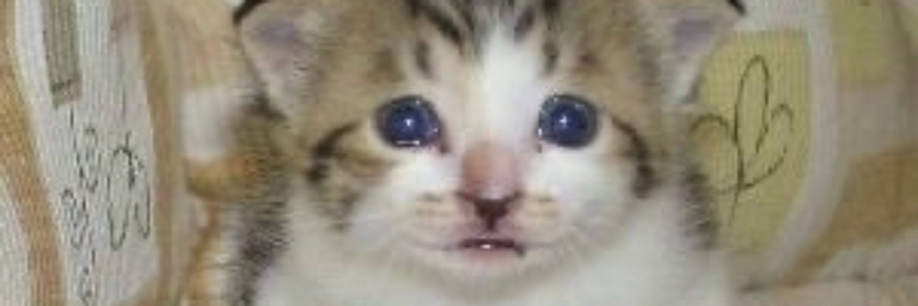 Eleki Eats Beans