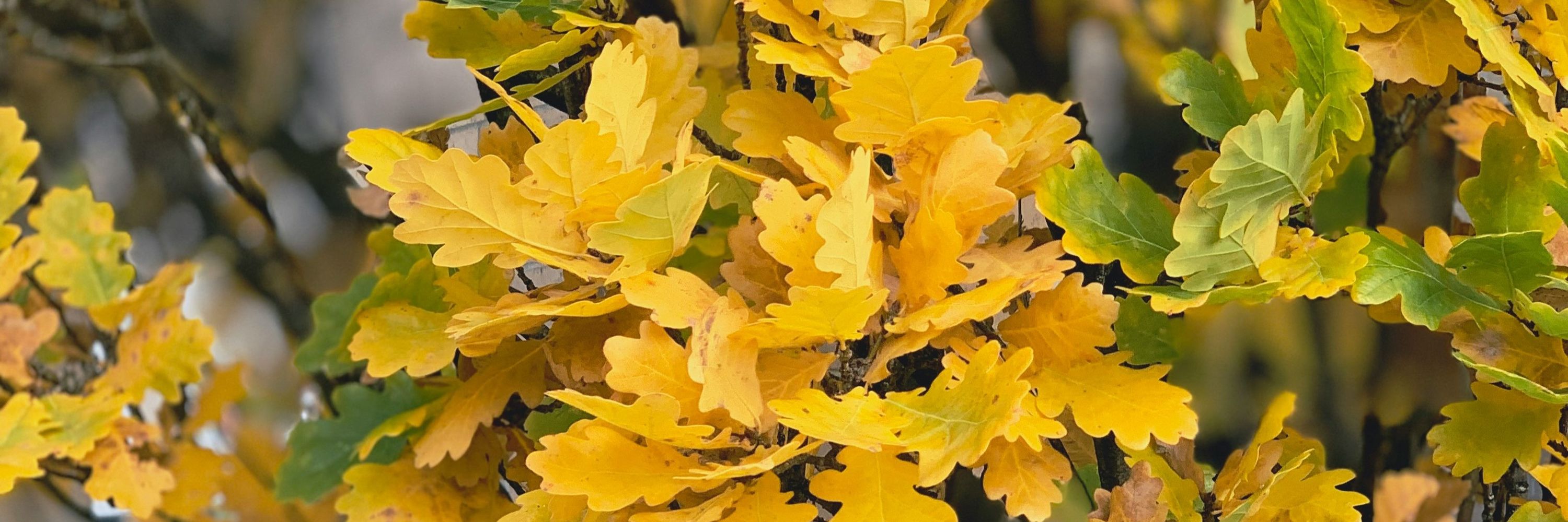 Robin Oak