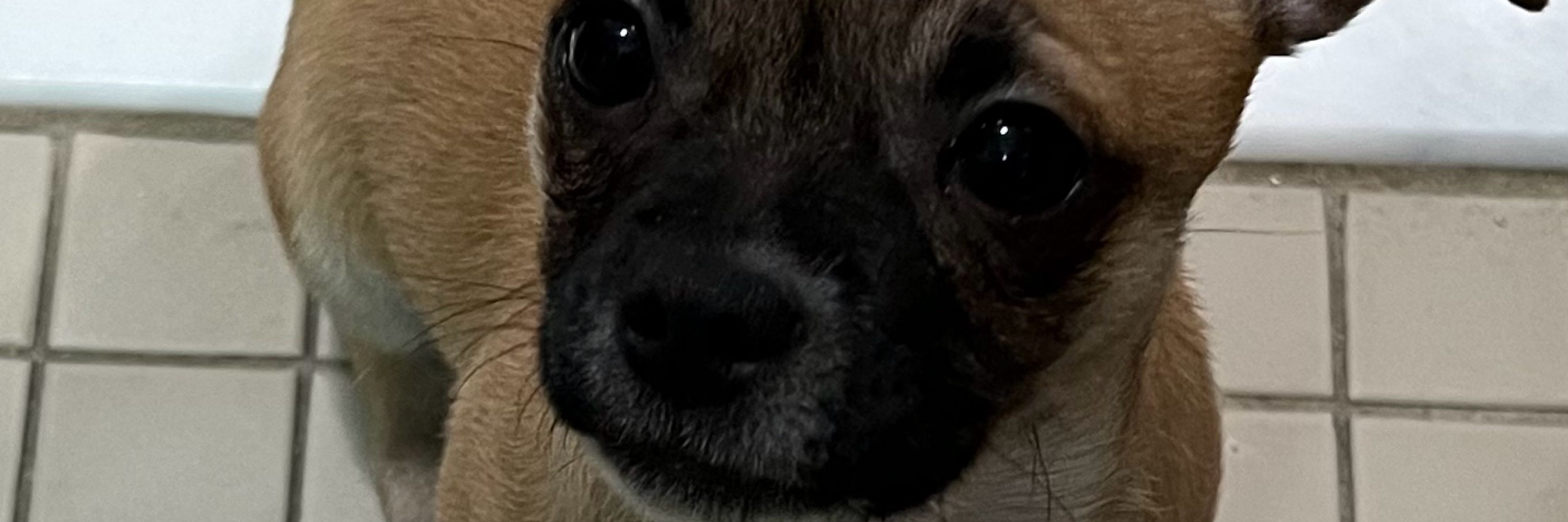 KrazyZimX