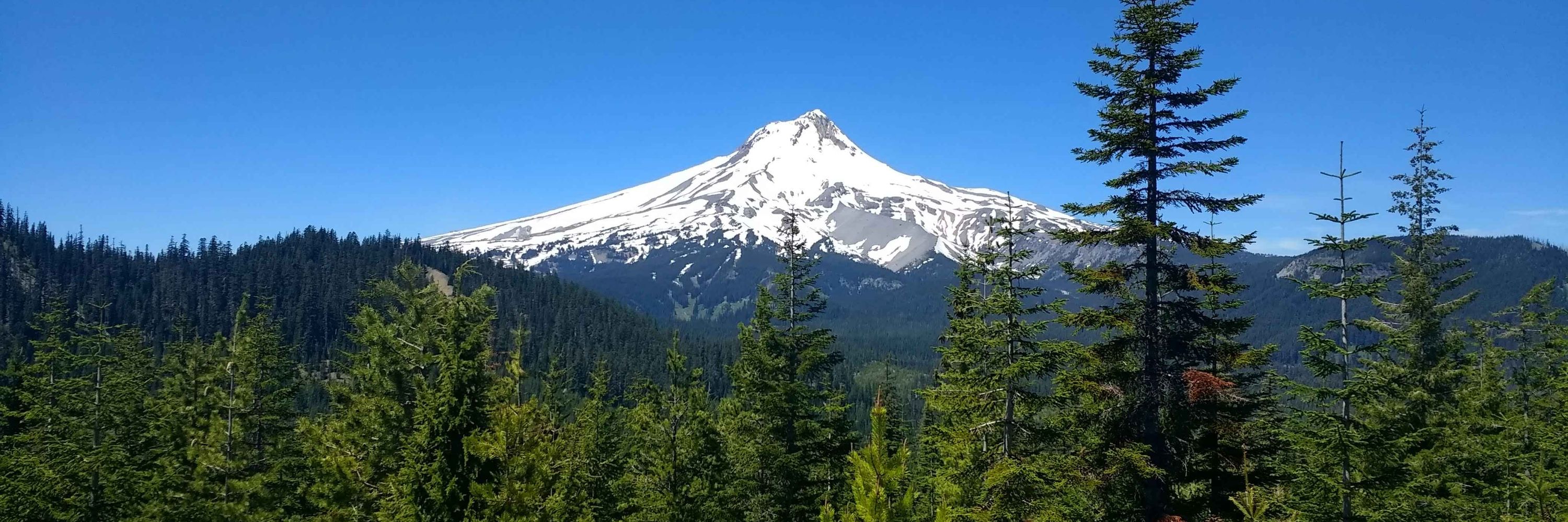Bark for Mt. Hood