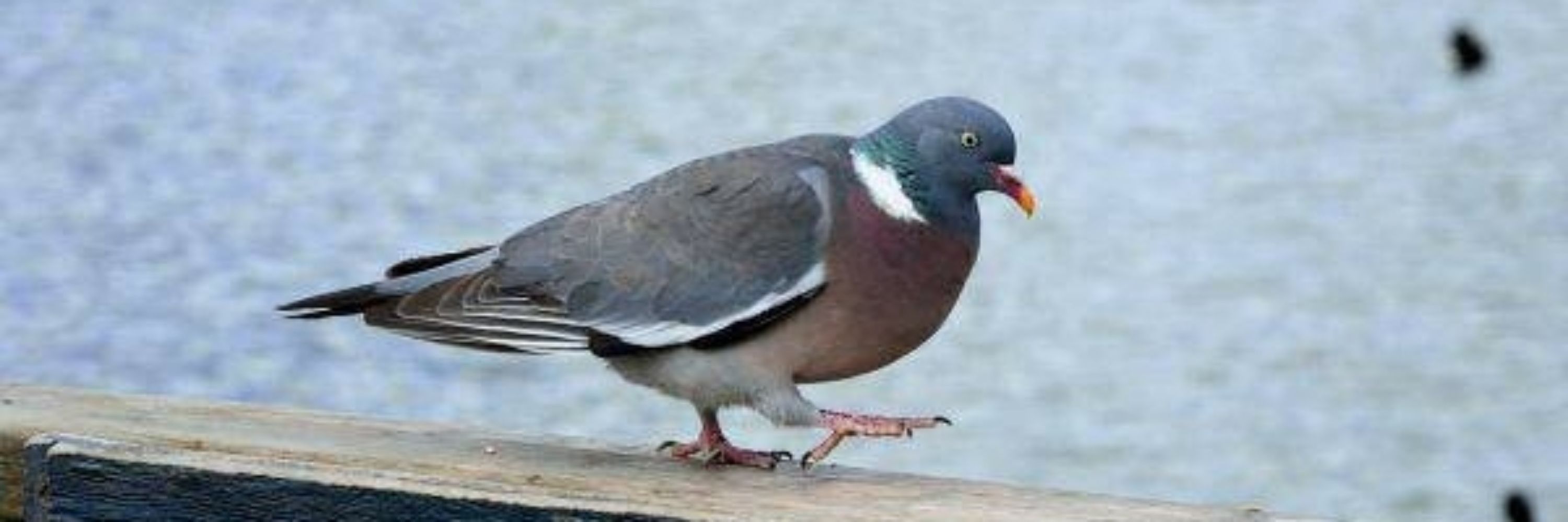 e.