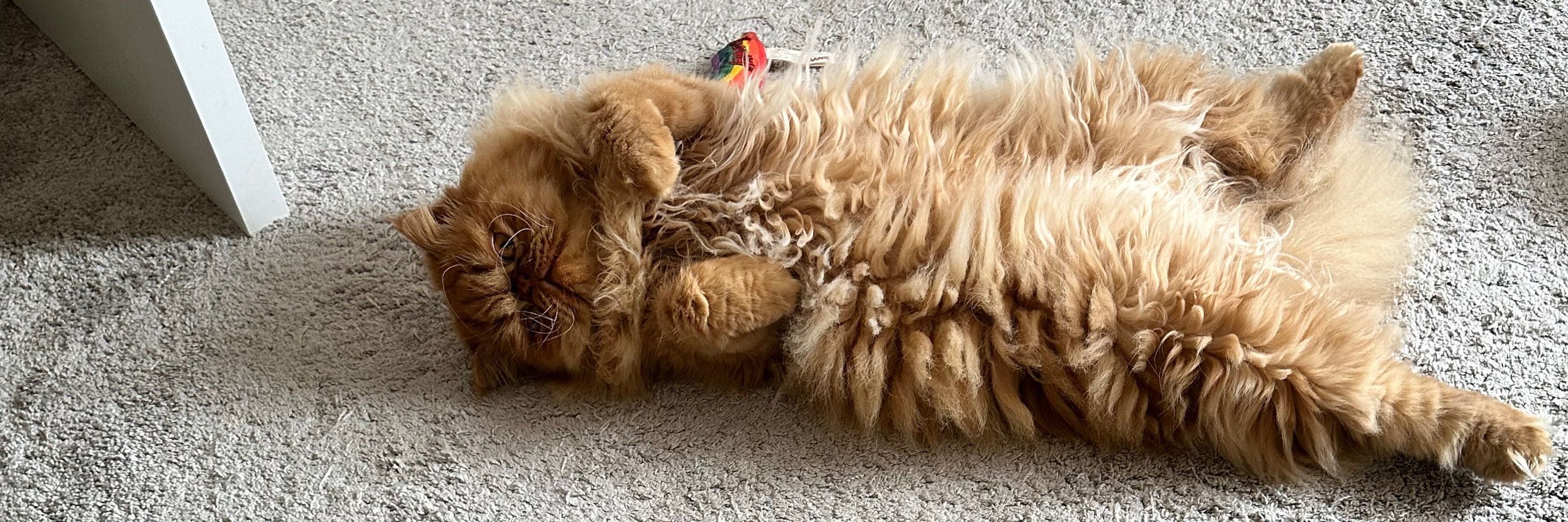 😺 Teddy 😺 Pumpkin & 😺 Magic 