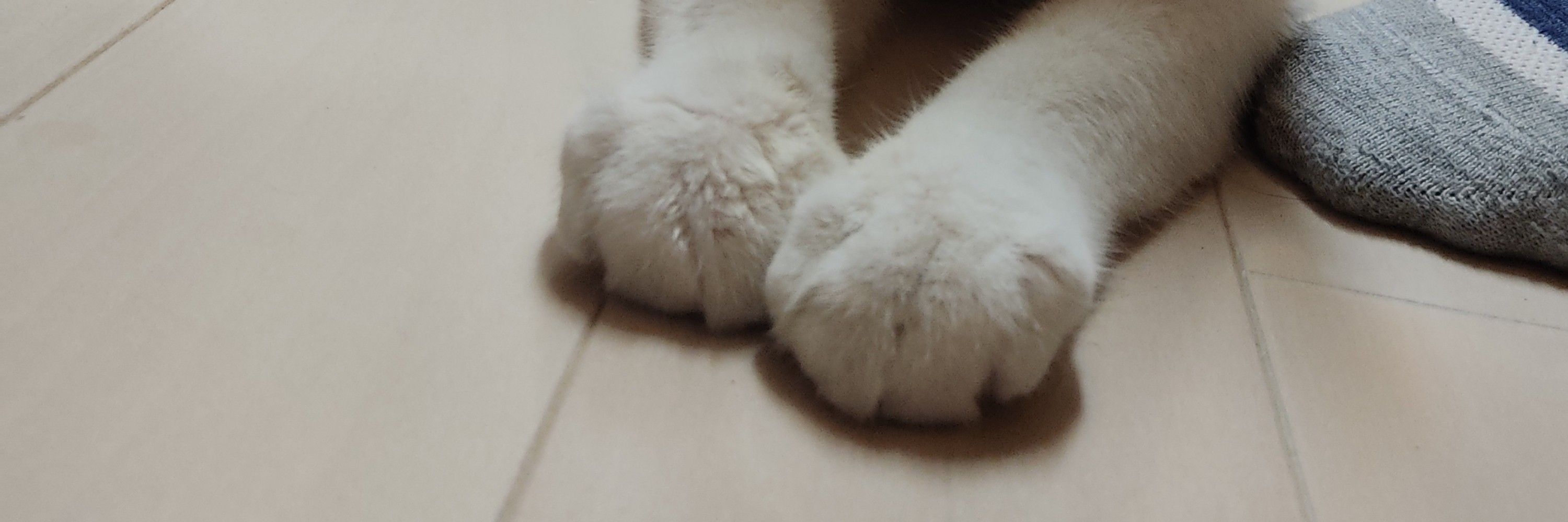 にゃんコ
