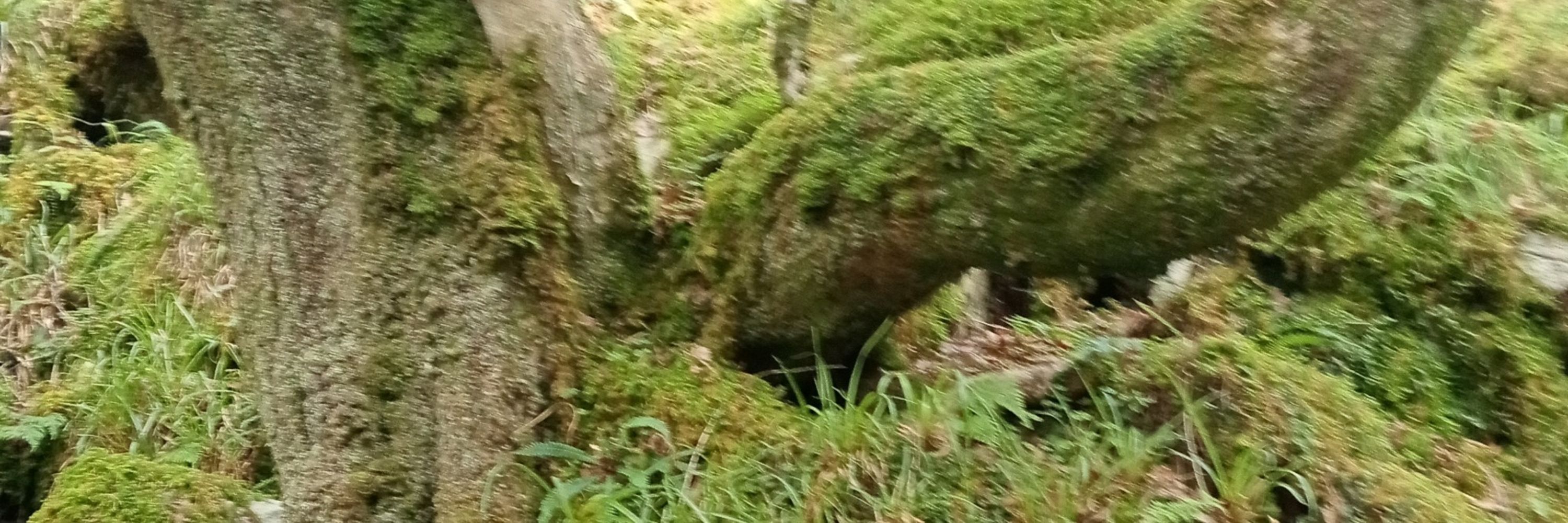 Cedar Monroe