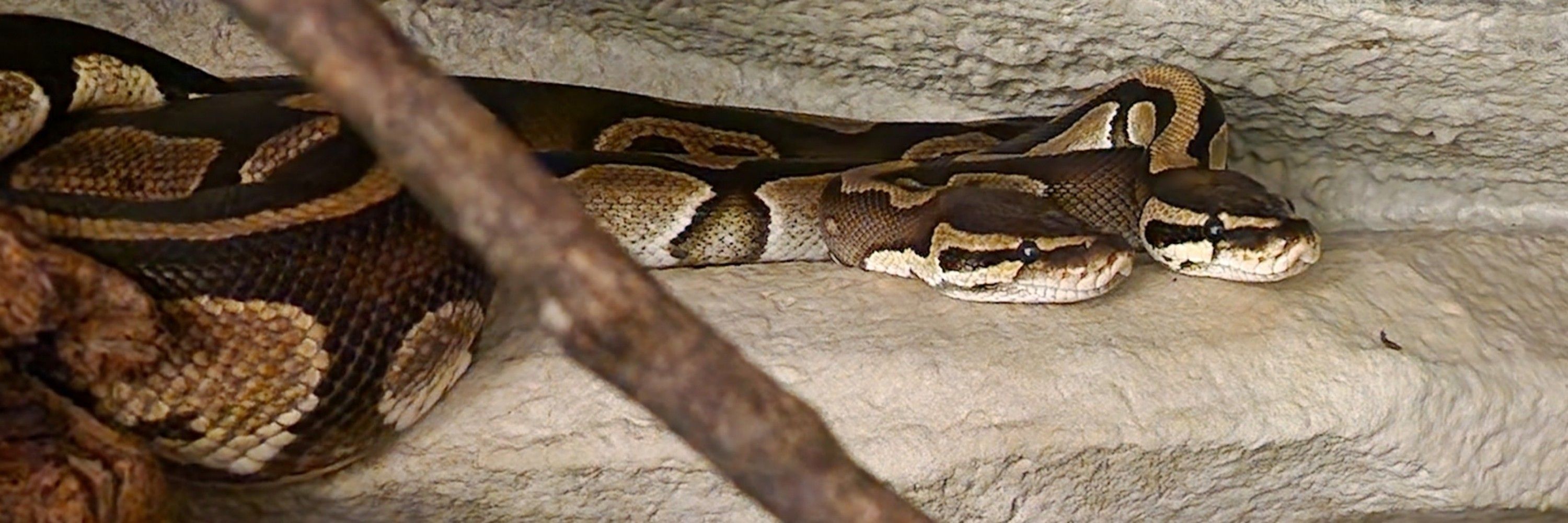 α-Cassiopeiae