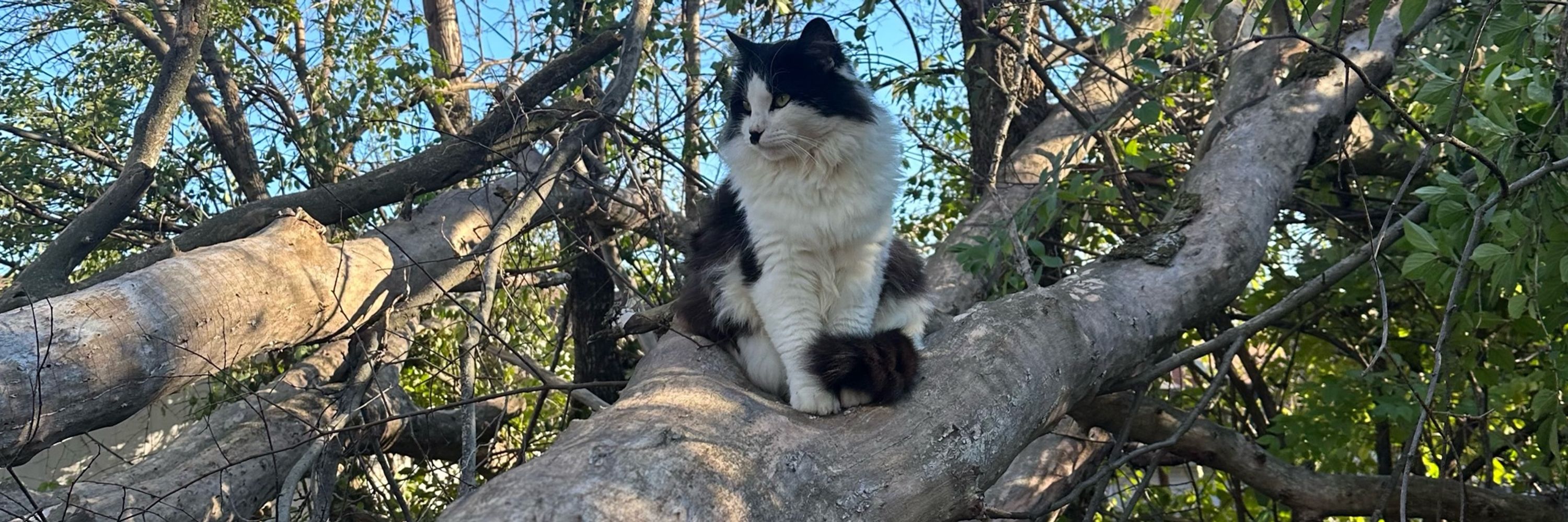 Lady Laura