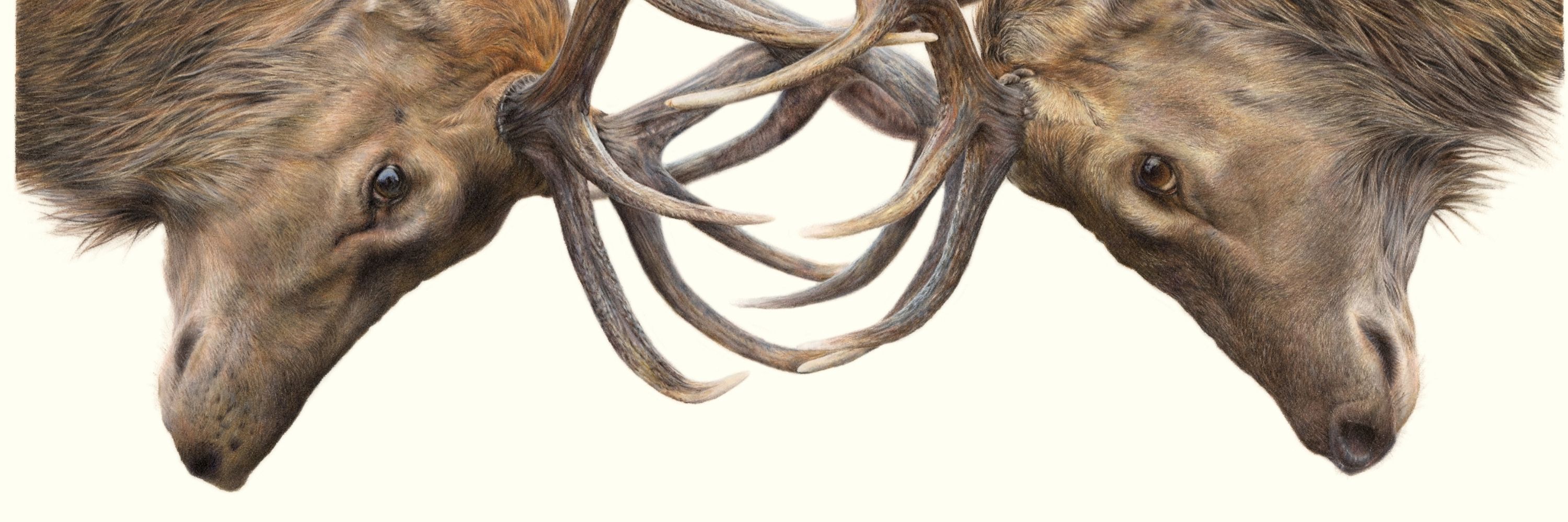 Wildlife Art by Andrea García